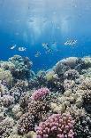 School of Sergeant Major Fish over Pristine Coral Reef, Jackson Reef, Off Sharm El Sheikh, Egypt-Mark Doherty-Photographic Print