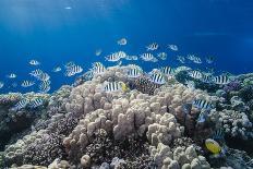 Coral Reef and Three Scuba Divers, Naama Bay, Sharm El-Sheikh, Red Sea, Egypt, North Africa, Africa-Mark Doherty-Photographic Print