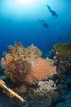 Coral Reef and Three Scuba Divers, Naama Bay, Sharm El-Sheikh, Red Sea, Egypt, North Africa, Africa-Mark Doherty-Photographic Print