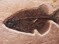 Fish Fossil-Mark E. Gibson-Stretched Canvas