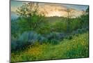 Wood Mount