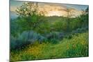 Wood Mount
