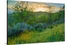 Stretched Canvas