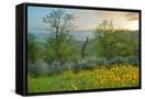 Canvas Black