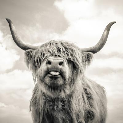 Close up portrait of Scottish Highland cattle on a farm