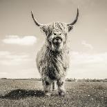 Close up portrait of Scottish Highland cattle on a farm-Mark Gemmell-Framed Photographic Print