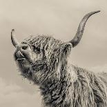 Highland Cattle-Mark Gemmell-Photographic Print
