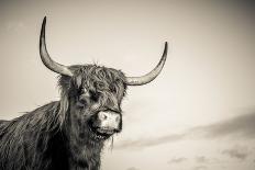 Close up portrait of Scottish Highland cattle on a farm-Mark Gemmell-Framed Photographic Print