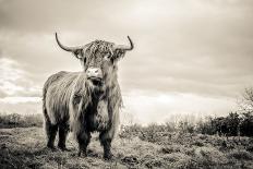 Highland Cattle-Mark Gemmell-Stretched Canvas