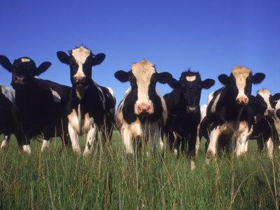 Holstein Dairy Cows, WI