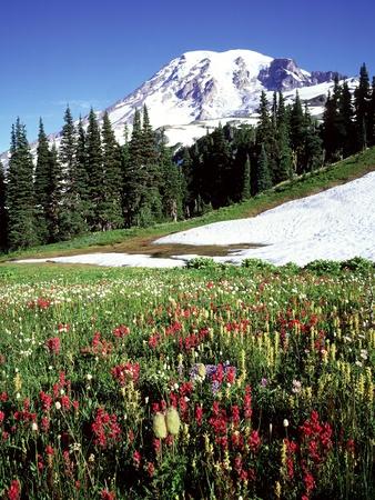 Alpine Meadow & Mount Rainier, Mount Rainier National Park, USA