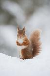 Red Squirrel (Sciurus Vulgaris) at Woodland Pool, Feeding on Nut, Scotland, UK-Mark Hamblin-Photographic Print