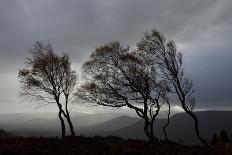 Windswept Silver Birch Trees (Betula Pendula) Silhouetted, Cairngorms Np, Scotland, UK, November-Mark Hamblin-Photographic Print