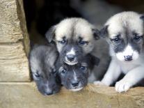 Troms, Tromso, Young Husky Puppies, Bred for a Dog Sledding Centre, Crowd Kennel Doorway , Norway-Mark Hannaford-Photographic Print