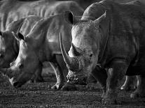 White Rhinoceros or Square-Lipped Rhinoceros Which Is One of the Few Remaining Megafauna Species-Mark Hannaford-Photographic Print
