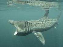 Basking Shark (Cetorhinus Maximus) Feeding on Plankton, Hebrides, Scotland, United Kingdom, Europe-Mark Harding-Framed Photographic Print