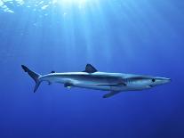 Basking Shark (Cetorhinus Maximus) Feeding on Plankton, Hebrides, Scotland, United Kingdom, Europe-Mark Harding-Framed Photographic Print