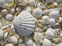 Sea Shells, Hebrides, Scotland, United Kingdom, Europe-Mark Harding-Photographic Print