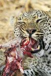 Leopard feeding on impala-Mark Hosking-Framed Stretched Canvas