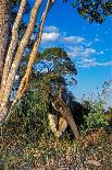 Giant anteater foraging for ant and termite nests, Brazil-Mark Jones-Mounted Photographic Print