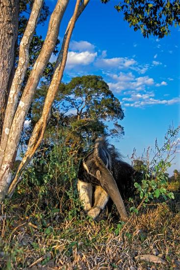 Premium Photographic Print, , large