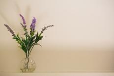 Wire planter holding pots of lavender-Mark Lord-Photo