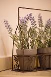 Wire planter holding pots of lavender-Mark Lord-Photo