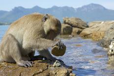 Adult Male Burmese Long Tailed Macaque (Macaca Fascicularis Aurea) Using Stone Tool to Open Oysters-Mark Macewen-Photographic Print