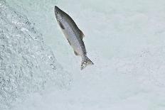 Chinook - King Salmon (Oncorhynchus Tshawytscha) Jumping at Brooks River Falls-Mark Macewen-Photographic Print