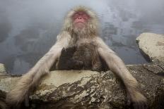 Barbary Macaque (Macaca Sylvanus) Resting on Old Canon at Sunrise-Mark Macewen-Photographic Print