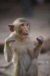 Barbary Macaque (Macaca Sylvanus) Resting on Old Canon at Sunrise-Mark Macewen-Photographic Print