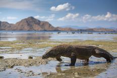 Komodo Dragon (Varanus Komodoensis) Walking with Tongue Extended on Beach-Mark Macewen-Photographic Print