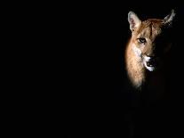 Cougar (Felis Concolor), Aka Puma or Mountain Lion, Arizona-Sonora Desert Museum, Tucson, U.S.A.-Mark Newman-Photographic Print