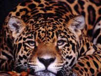 Portrait of a Jaguar, Brazil-Mark Newman-Photographic Print