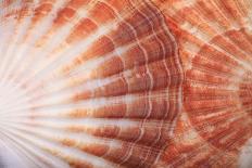 Macro View of Two Seashells Layered-Mark Ross-Laminated Photographic Print