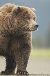 Grizzly Bear (Ursus arctos horribilis) adult, standing on sandy beach, Lake Clark , Alaska-Mark Sisson-Photographic Print