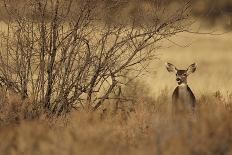 Mule Deer (Odocoileus hemionus) doe, standing in desert scrub, New Mexico, USA-Mark Sisson-Photographic Print