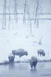 North American Bison (Bison bison) four adults, Yellowstone-Mark Sisson-Stretched Canvas