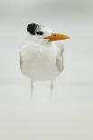 Royal Tern (Sterna maxima) silhouetted at sunset, with fishing line around legs, Florida-Mark Sisson-Framed Photographic Print