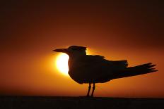 Royal Tern (Sterna maxima) silhouetted at sunset, with fishing line around legs, Florida-Mark Sisson-Framed Photographic Print