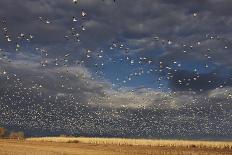 Snow Goose (Chen caerulescens) flock, in flight, Bosque del Apache-Mark Sisson-Photographic Print