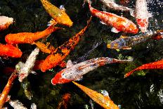 Colorful Koi Fish in A Pond-Mark Skalny-Photographic Print