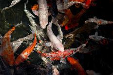 Colorful Koi Fish in A Pond-Mark Skalny-Mounted Photographic Print