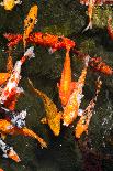 Colorful Koi Fish in A Pond-Mark Skalny-Photographic Print