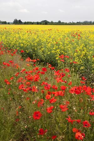 Poppies in an Oilseed Rape Field Near North Stainley