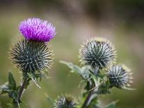 Scottish Thistle Near Dunnottar Castle, Stonehaven, Aberdeenshire, Scotland, United Kingdom, Europe-Mark Sunderland-Photographic Print