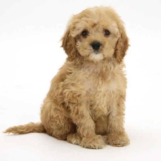 Cocker Spaniel Cockapoo Puppies Near Me Cockapoo Puppies English