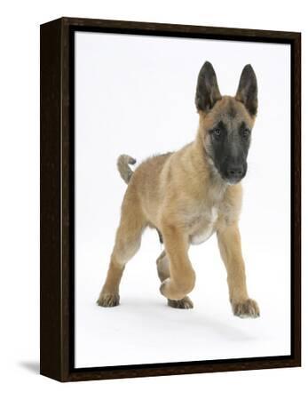 Belgian Shepherd Dog Puppy, Antar, 10 Weeks, Trotting Forward