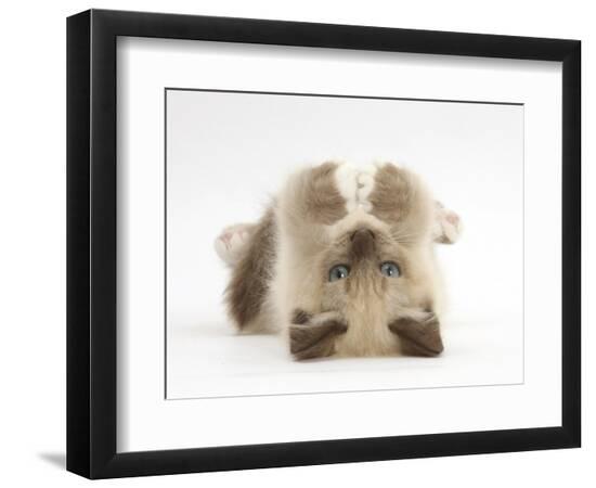 Premium Photographic Print, , large