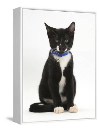 Black-And-White Tuxedo Male Kitten, Tuxie, Months Old, Sitting